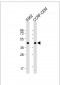 YARS2 Antibody (C-term)